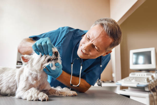 Best Emergency X-Rays and Diagnostics in Wamego, KS